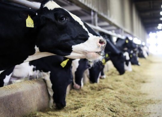Animal Nutrition and income over feed costs
