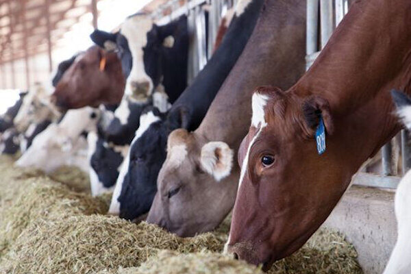 cows-feedbunk